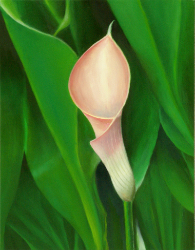 calla lilly