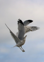 Gull Ballet