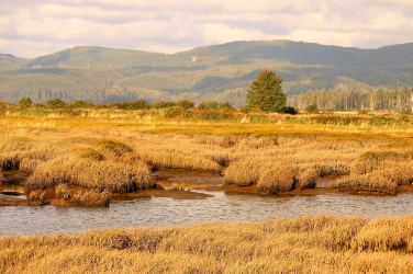 Tarlatt Slough 1