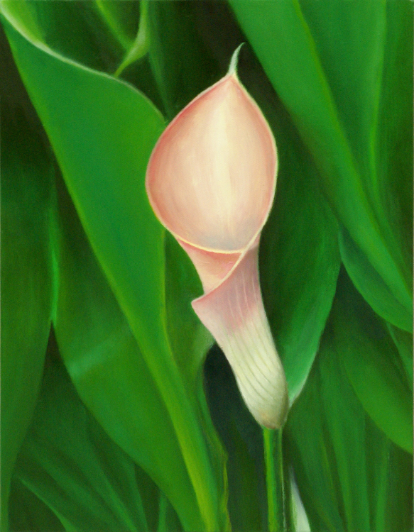 calla lilly